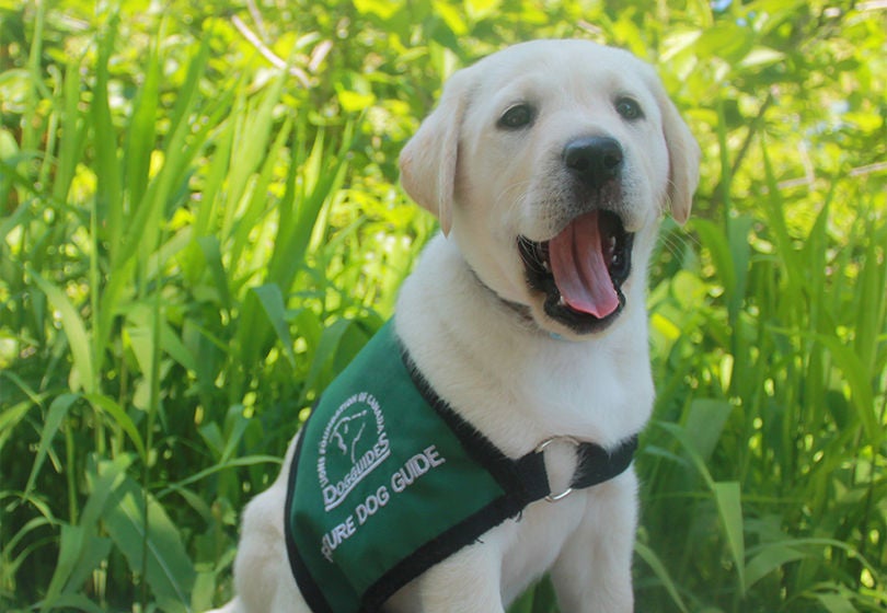 A dog guide labrador puppy yawning while sitting on the grass.