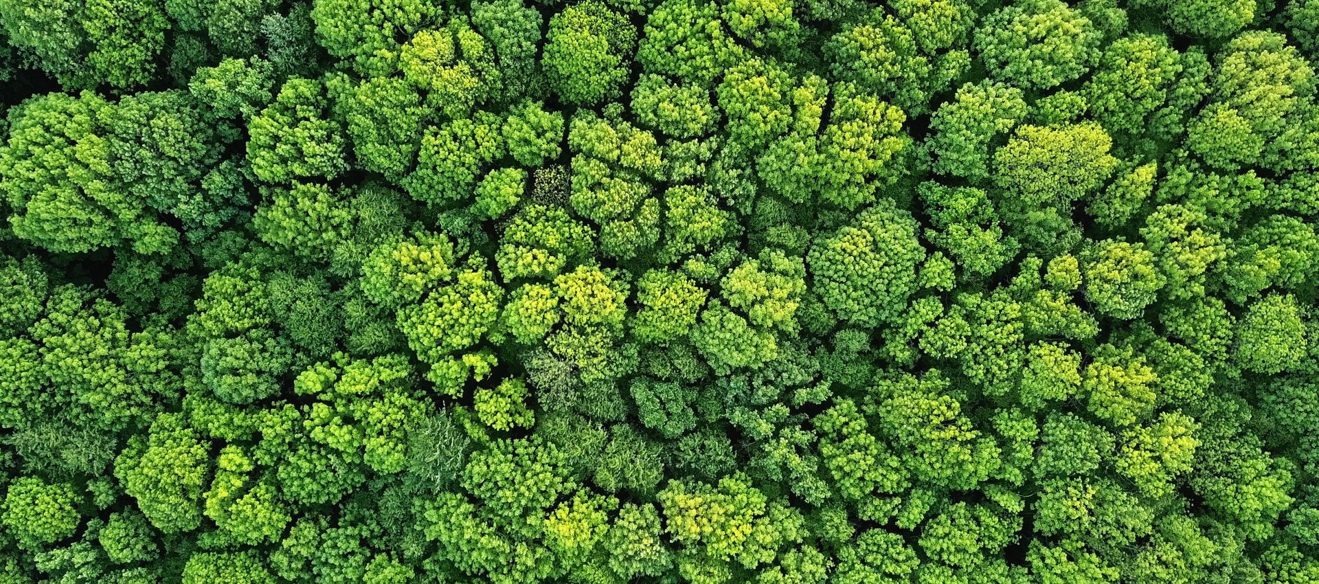 An aerial view of bright green deciduous trees.