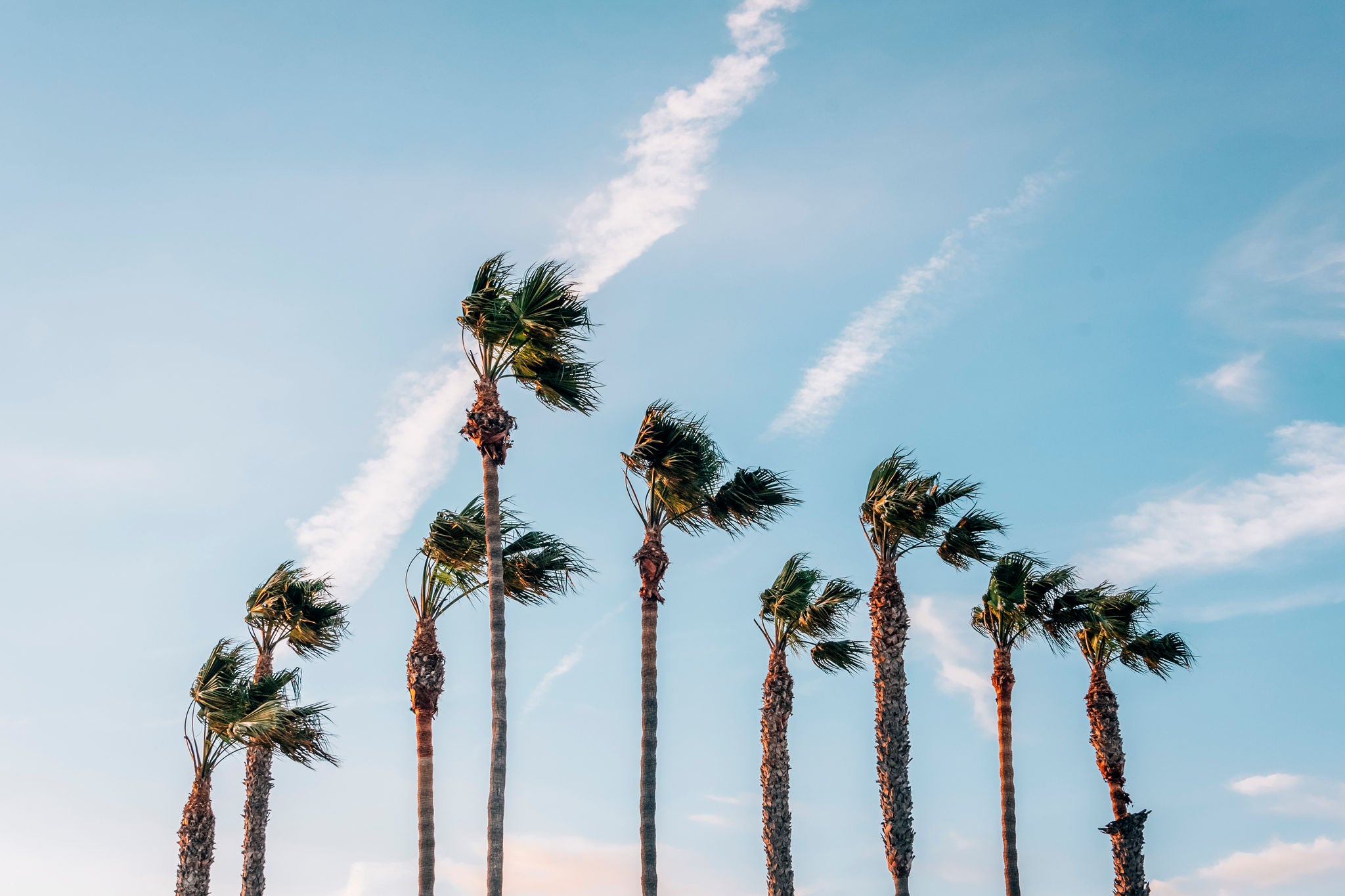 Palm trees in Seal Beach, Orange County, California