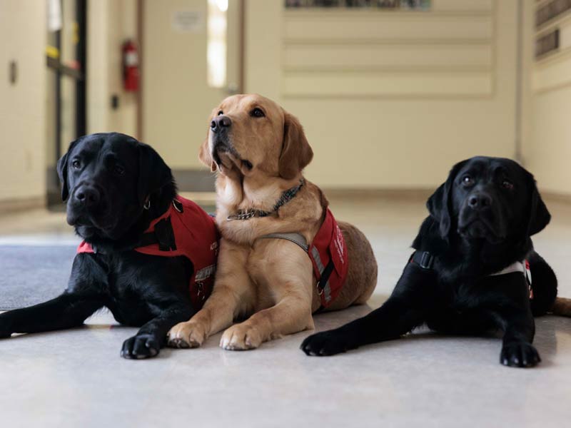 Trois chiens-guides alignés sur le sol en attente d’un ordre.