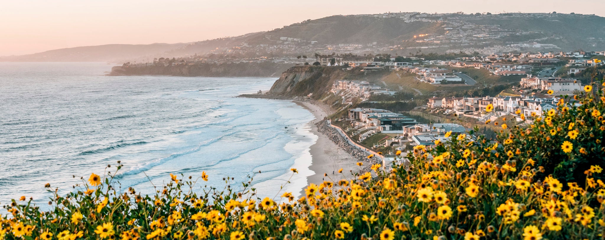 Yellow flowers and view of Strand Beach from Dana Point Headlands Conservation Area, in Dana Point, Orange County, California